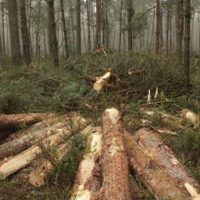 Hoe bomenkap in Nederland tot miljoenenverlies leidt